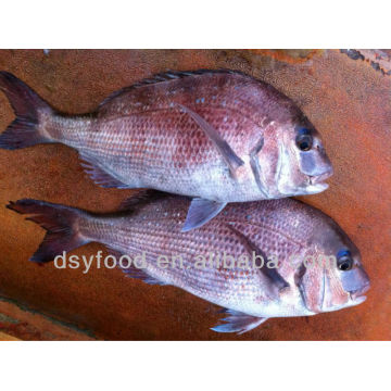 Gefrorene rote Seabream